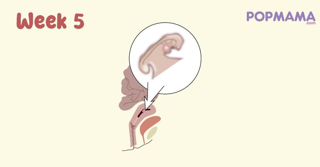 Popmama.com/Aristika Medinasari